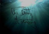 logo The Beauty Of Drowning